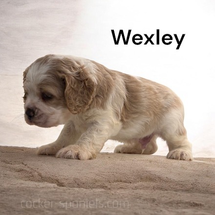 puppy, for, sale, Cocker Spaniel, Joe & Cherri  Overlease, dog, breeder, Miller, MO, dog-breeder, puppy-for-sale, forsale, nearby, find, puppyfind, locator, puppylocator, aca
